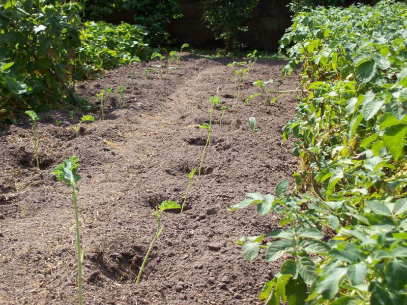 Kohlpflanzen nach 2 Wochen