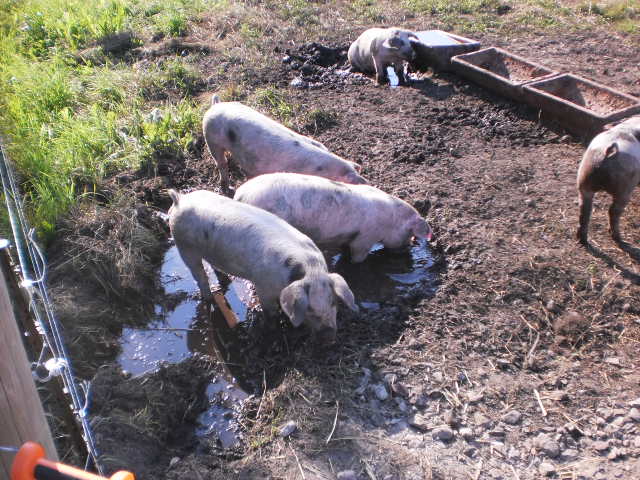 Die Kassler Tiere bei der Arbeit