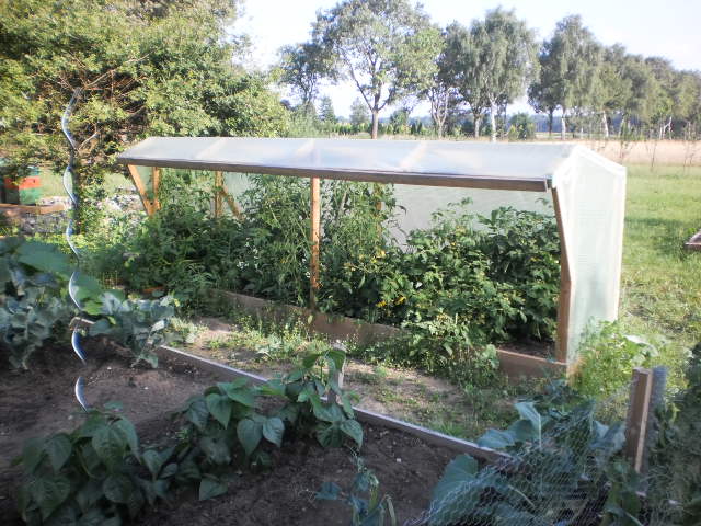Die Tomanten sind fast zu Tomatenbäume gewachsen
