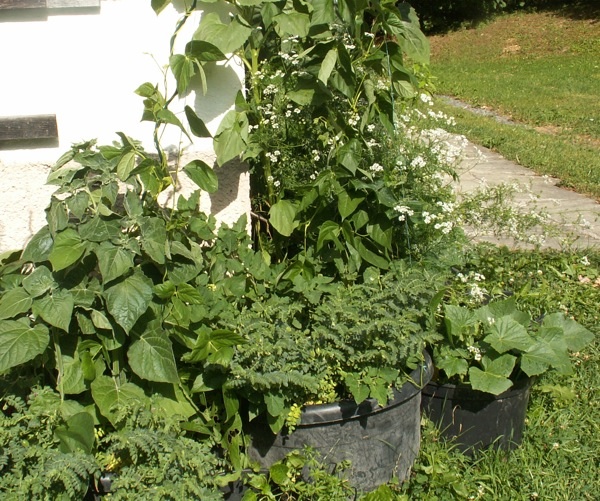 Koriander (das weissblühende) und Kichererbsen (das buschige vorne).