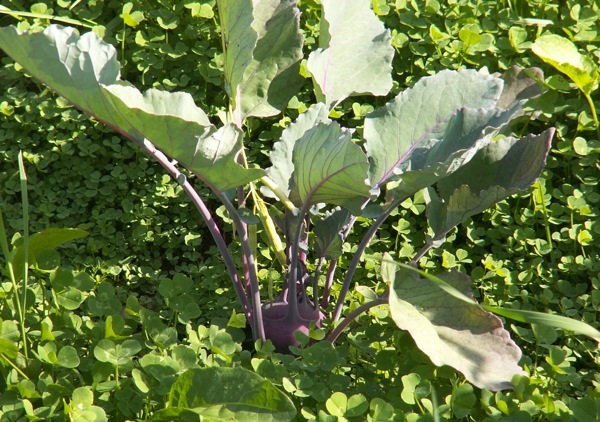 Kohlrabi im Weissklee