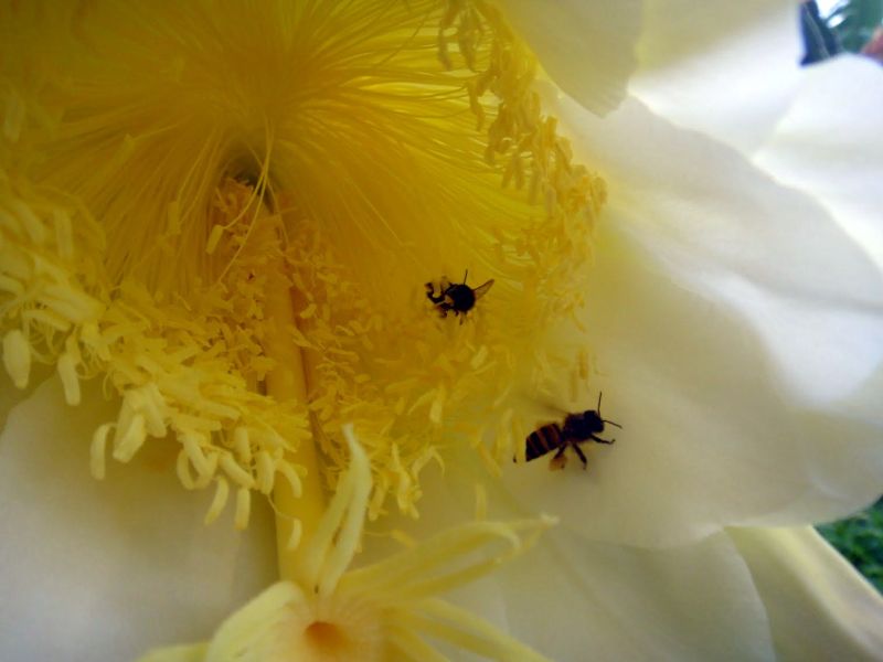 3blossombee.jpg