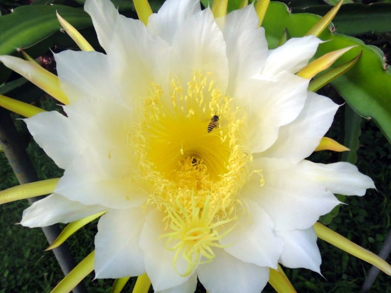 4blossombee2.jpg