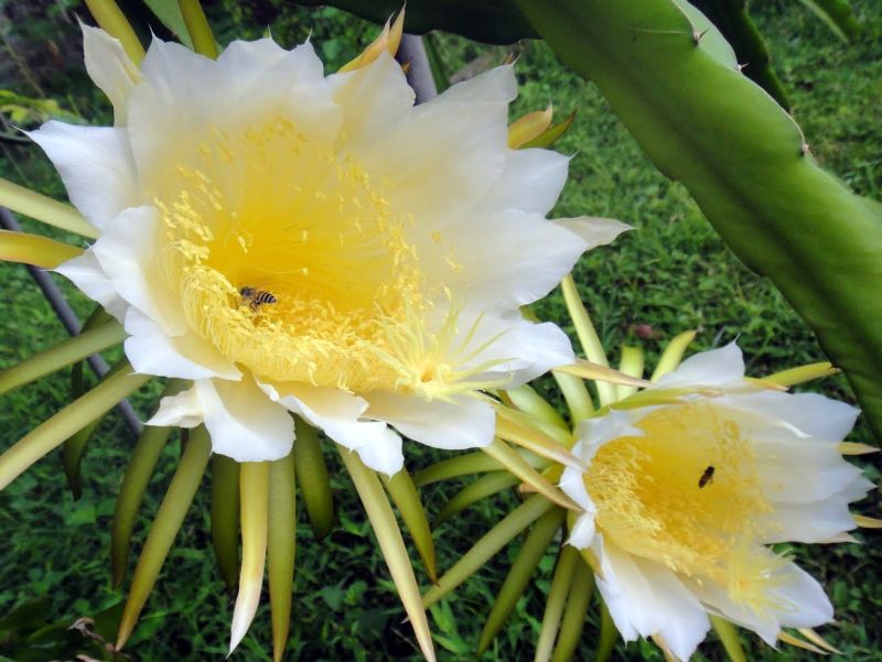 5blossombee1.jpg