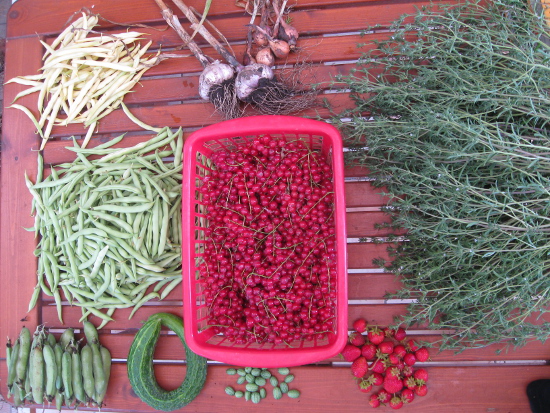 Ernte am 28-07-13.jpg