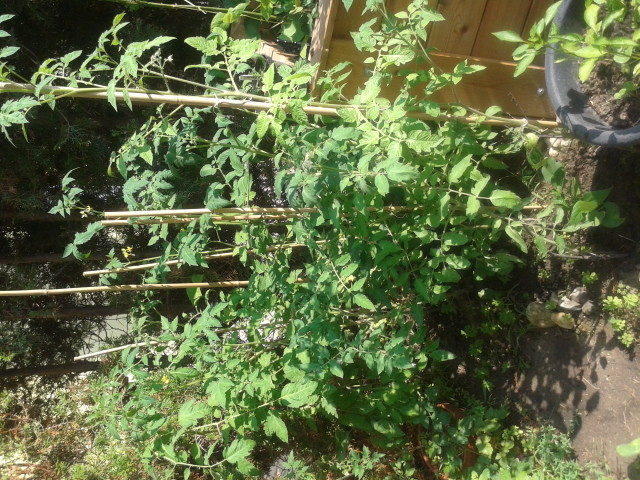 20130726_095405.jpg