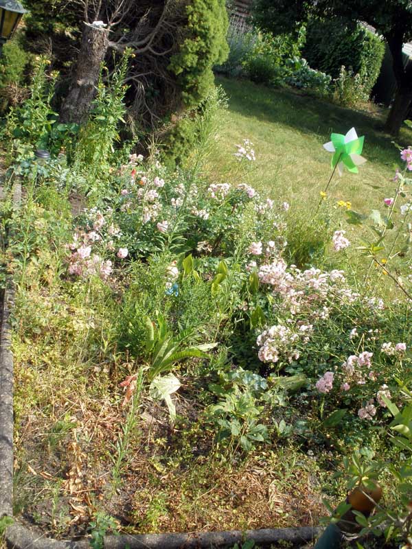 blumen.jpg