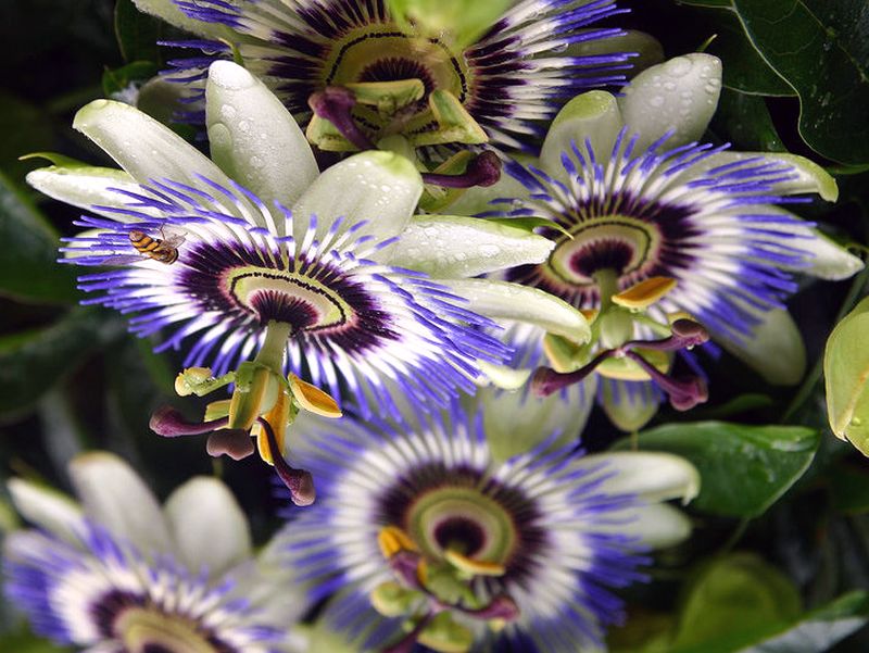x2 passiflora...jpg