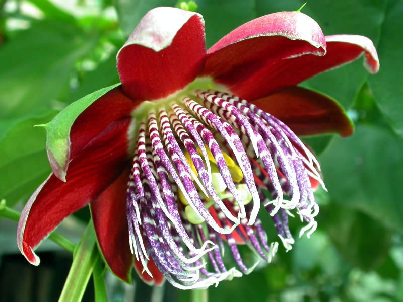x3 passiflora-alata..jpg