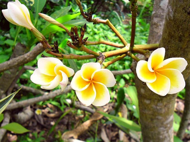 Der Lebensrhythmus der Bluete auf einer Dolde...( Dieser Baum- Plumeria- heisst aus dem Thai uebersetzt &quot;Ewiger Kummer&quot;
