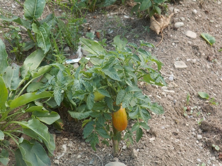 Das ist die erwähnte erste Tomate - aus einer Pflanze in Bonsai-Größe oben am Feld