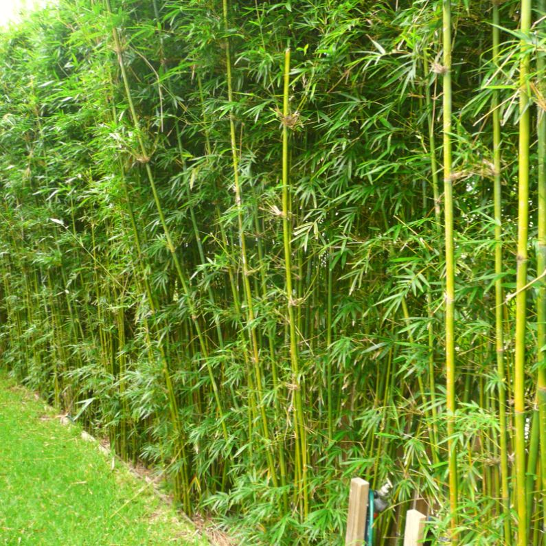 bamboohedge-fence...jpg