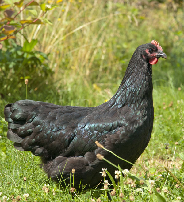 junges Sachsenhuhn