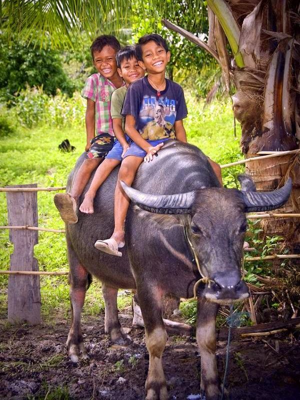 f2 SonBuffalo1.....jpg