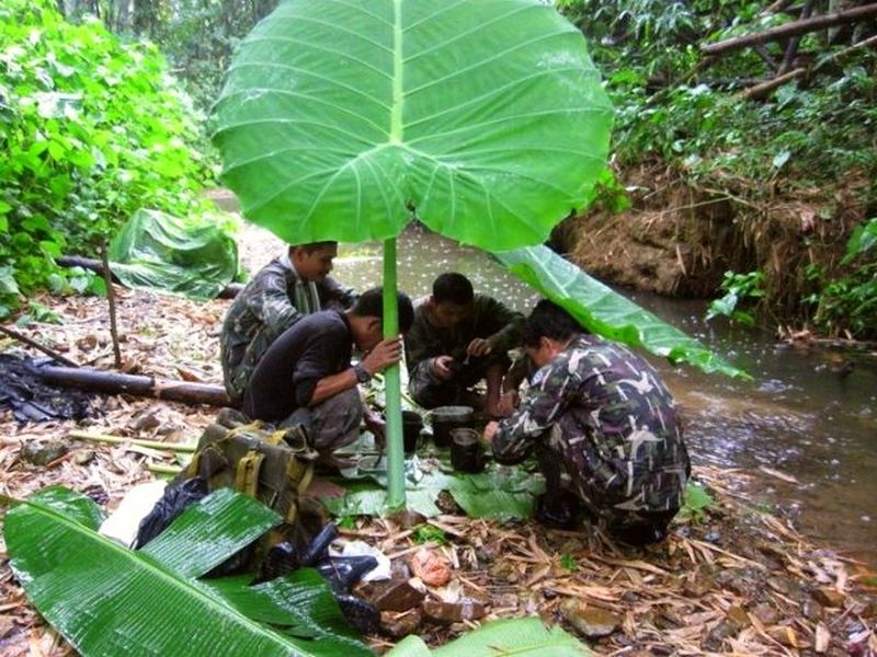 f5 Colocasia gigantea umbrella..jpg