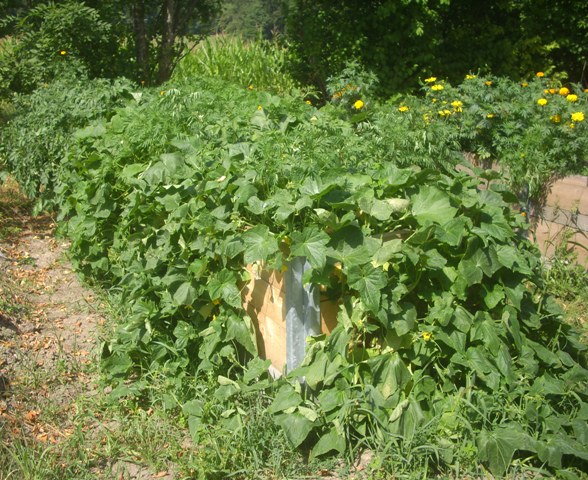 Hochbeet_6200.JPG