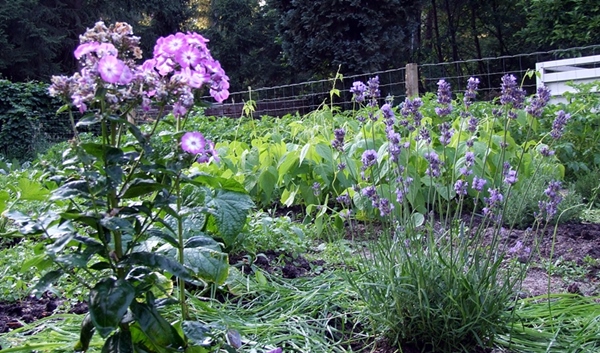 Nicht zum Essen, aber ein Lieblingsduft aus meiner Kindheit ist der Phlox, auch dafür muss Platz sein :-)