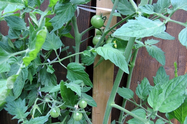 Ende Juli - Tomaten (alles ein bisschen zu spät gestartet)