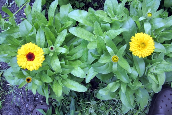 Ringelblumen
