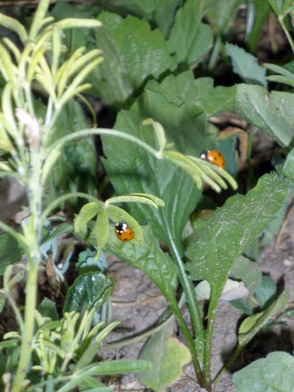 marienkäfer.jpg