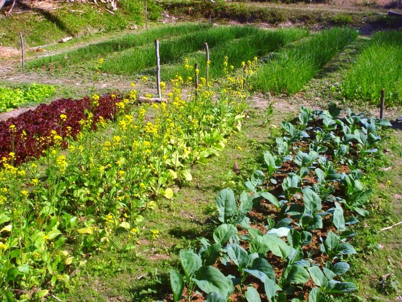 newplot-oldveggiesfarmphuRuea1..JPG