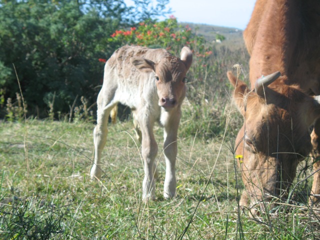 candy+calf3.JPG