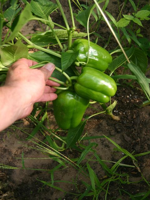k-paprika.jpg