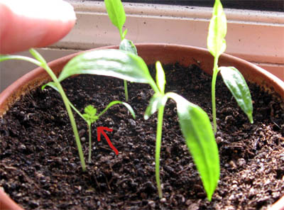Komische Chili 1.jpg