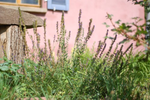 DSC_0168 (Custom).JPG