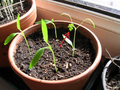 Komische Chili 2.jpg