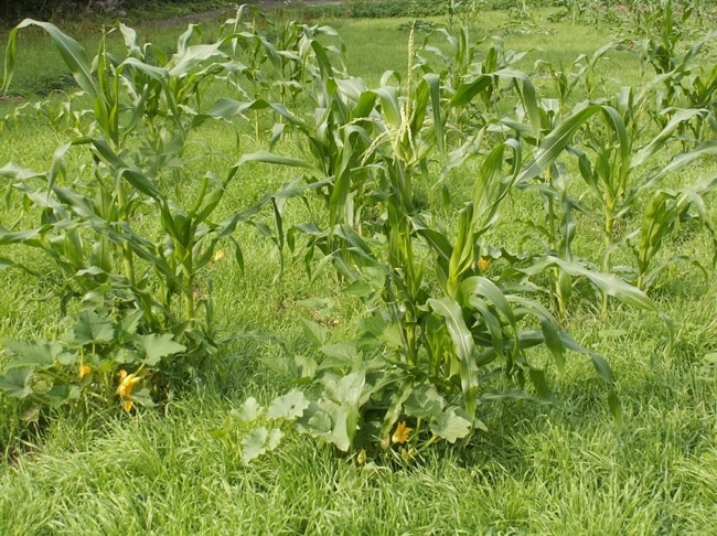 Roggen als Untersaat zu Kürbis und Mais, gesät Mitte Juli