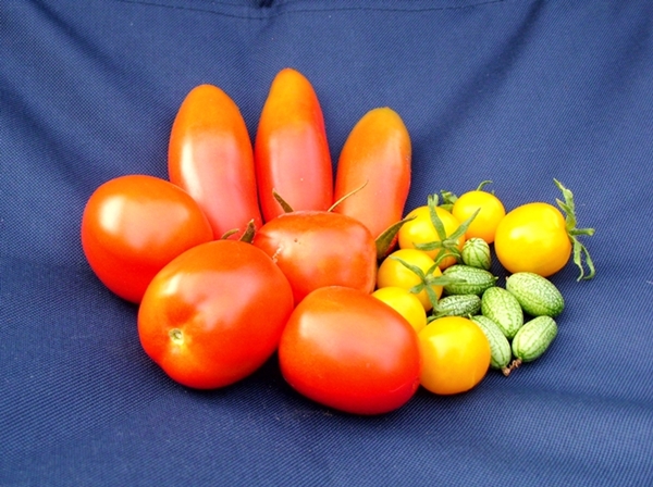 Wildtomate Schönhagener Frühe, 2 Sorten Hybridentomaten und mexikanische Minigürkchen.