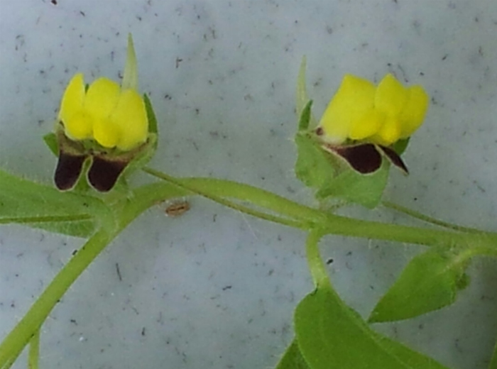 das sind die Blüten