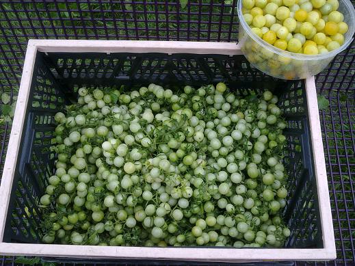 strauchtomaten.JPG