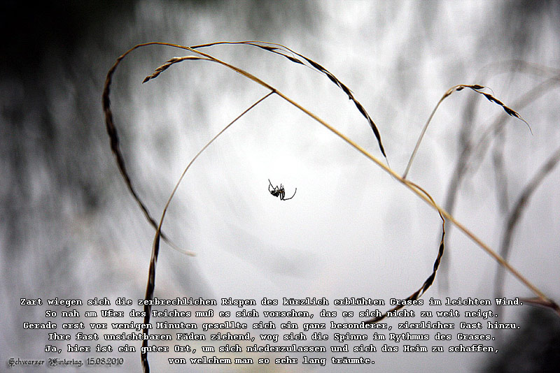 Das-Gras-die-Spinne.jpg