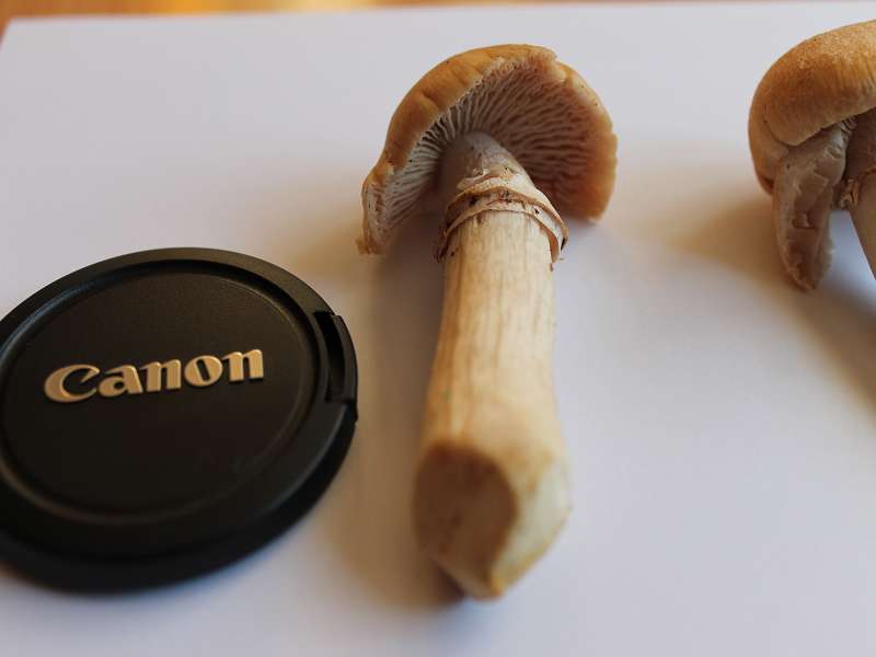 k-Pilz 002.jpg