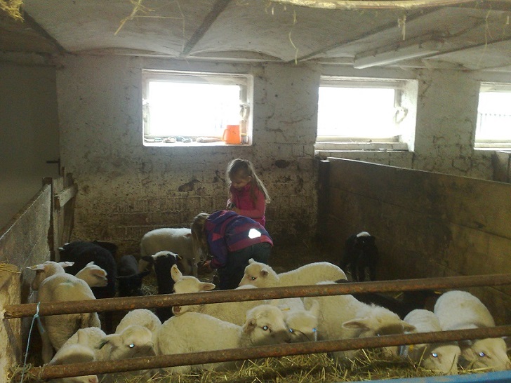 OFM &amp; Walachenlämmer