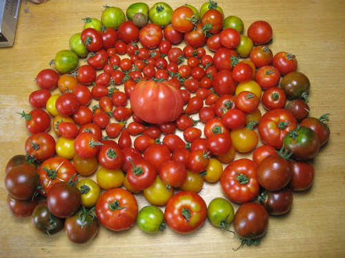 Tomaten.jpg