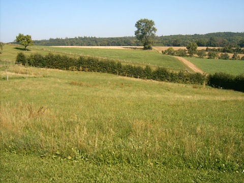 Blick nach Norden über fast das gesamte Grundstück; die Buchenhecke im Hintergrund bildet die Grenze, davor sind mit gutem Willen etwa 150 neu gepflanzte Bäumchen zu sehen, haptsächlich Birken, Fichten, Erlen, Ahorn und einige Ulmen.