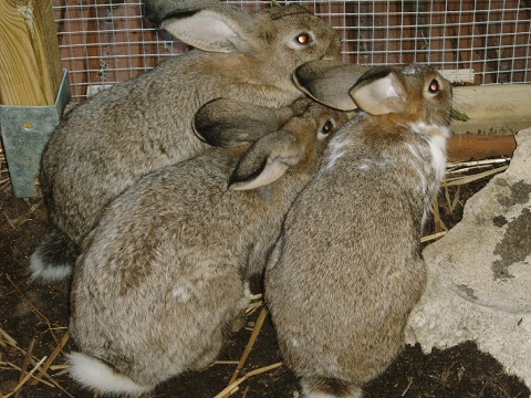 kaninchen1.jpg