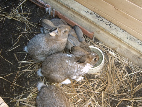 kaninchen2.jpg