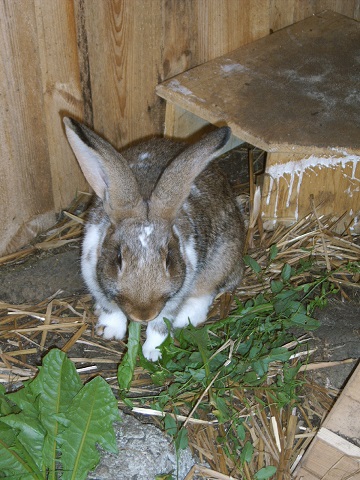 kaninchen3.jpg