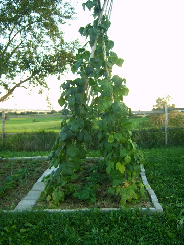 bohnenerdbeeren.jpg
