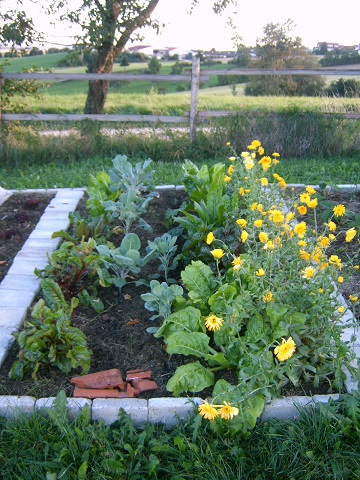 mangoldringelblumen.jpg
