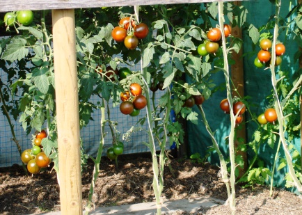 Tomaten, dunkle Sorte. Obwohl die untersten Blätter inkl. 1. Blütenstand nach den Eisheiligen abgefroren sind, haben sich diese wieder ganz gut erholt.