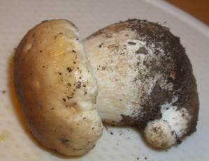 Steinpilz.jpg