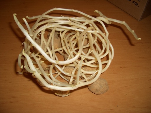 Kartoffeln.jpg