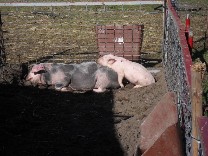 was gibt es schöneres als mit nem kumpel in der sonne zu liegen?