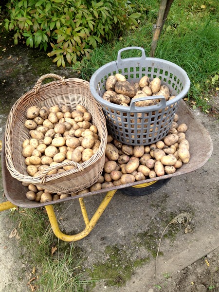 Kartoffelernte 2013.JPG