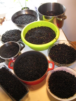 Holundersaft2.jpg